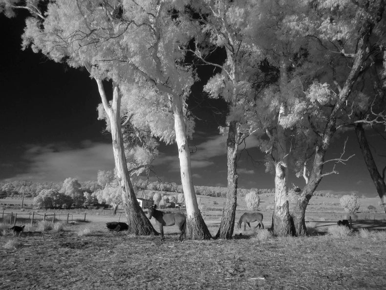 Tasmania Secret Landscape — Black-and-White Photographic Print