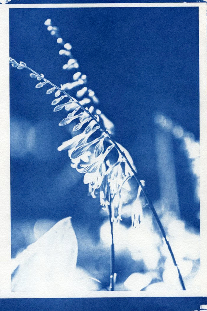 Botanical Flowers — Handmade Cyanotype Print