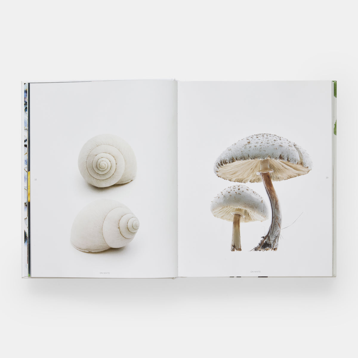 STILL: The Art of Noticing — Mary Jo Hoffman