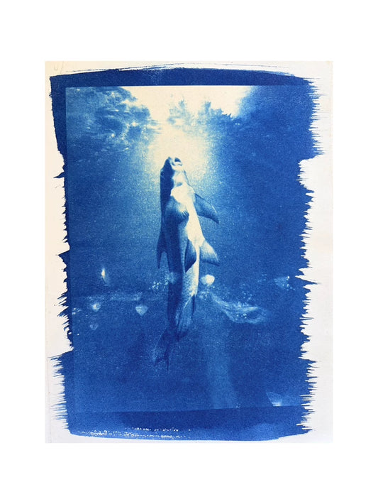 Big Fish — Framed Handmade Cyanotype