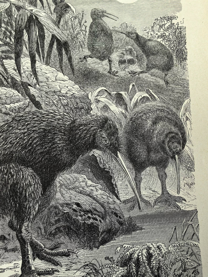Kiwi Birds – European Natural History Print