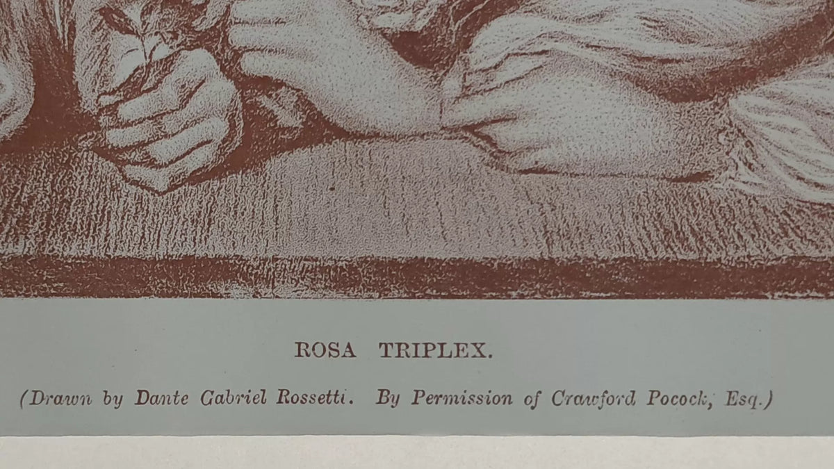 Triple Rose – Soft-Ground Etching — product detail 3