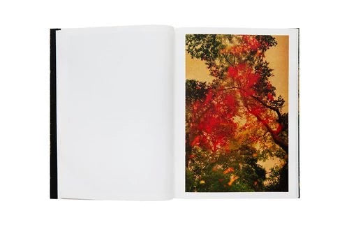Listening to Trees – Poetry Book — detail 3