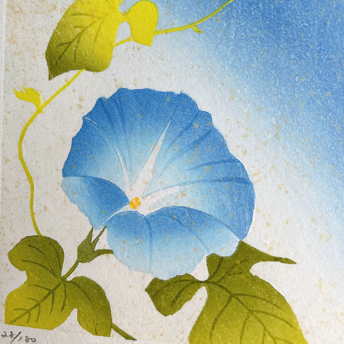 Kayoko Miyayama – Morning Glory – Print — product detail 6