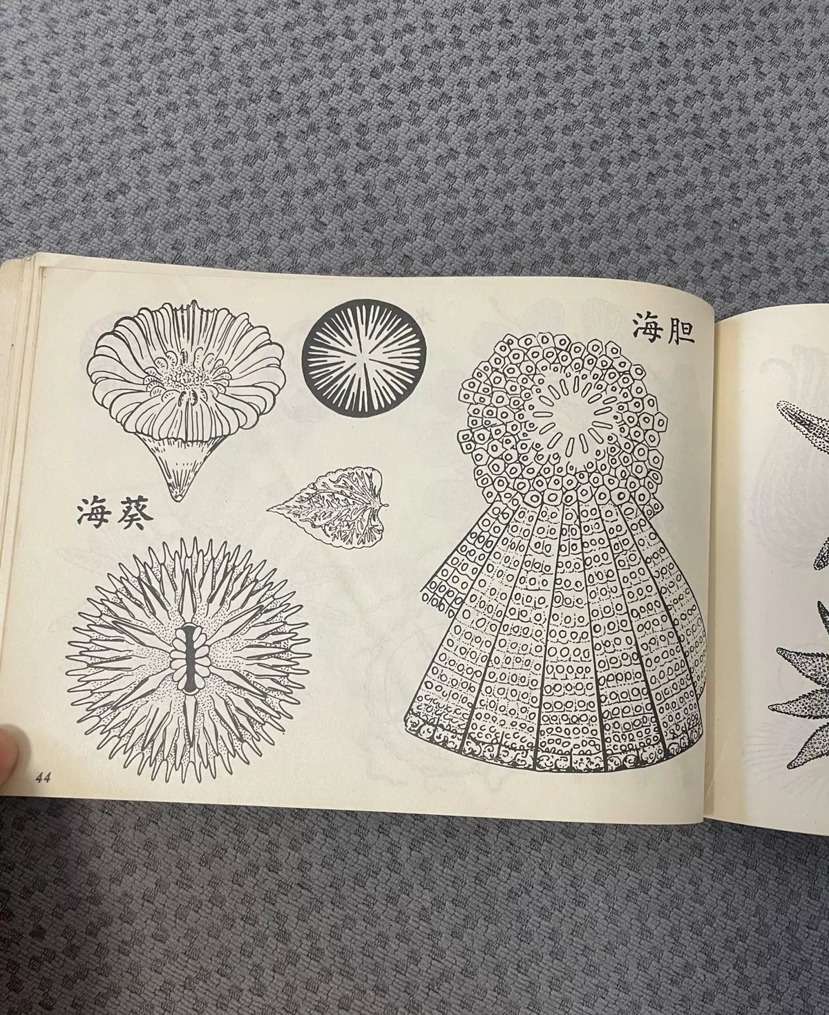Flowers in Water: Aquatic Pattern Designs / 水中之花 (Book) – source photo 6